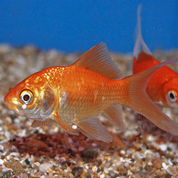 Lets Know Our Goldie..